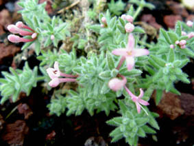 Asperula subberosa